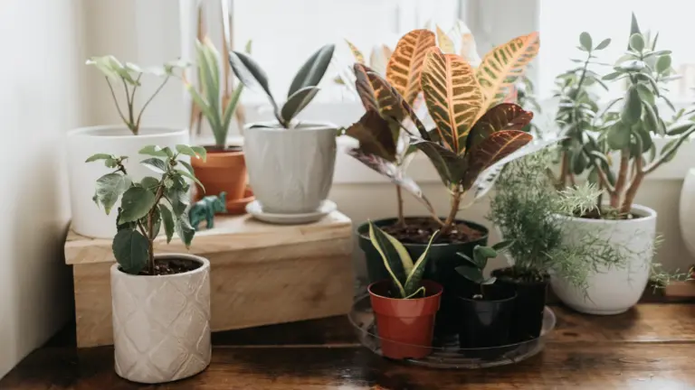 low maintenance houseplants