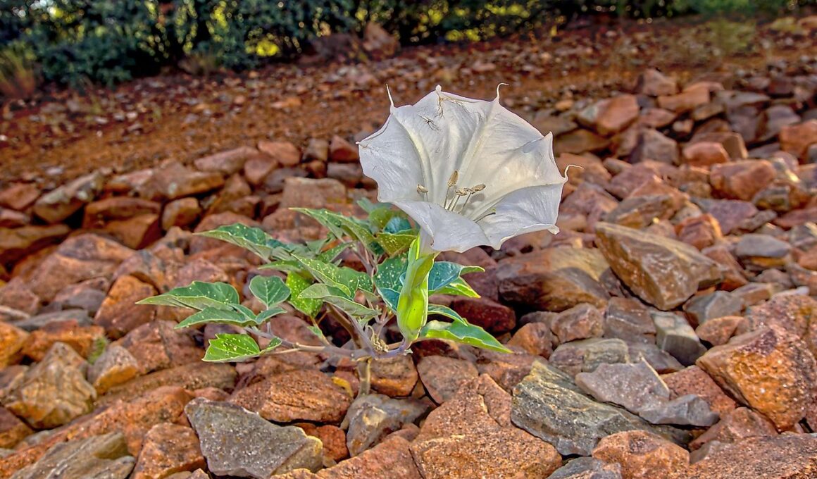 most dangerous plants in arizona