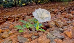 most dangerous plants in arizona