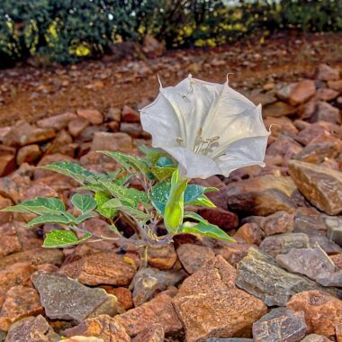 most dangerous plants in arizona