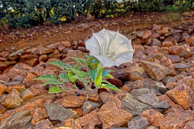 The Most Dangerous Plants in Arizona: What Every Resident and Visitor Should Know