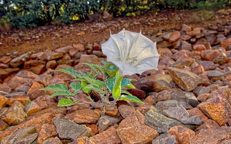 most dangerous plants in arizona