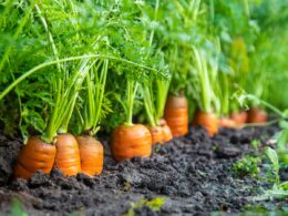 plants to grow with carrots
