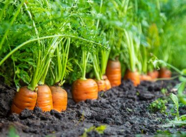 plants to grow with carrots