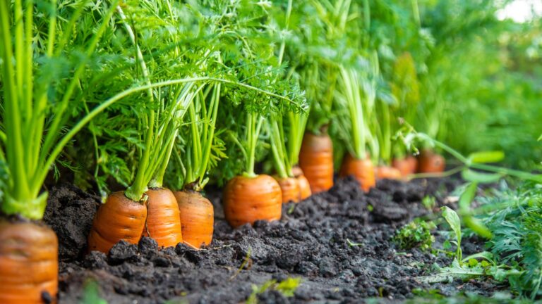 plants to grow with carrots
