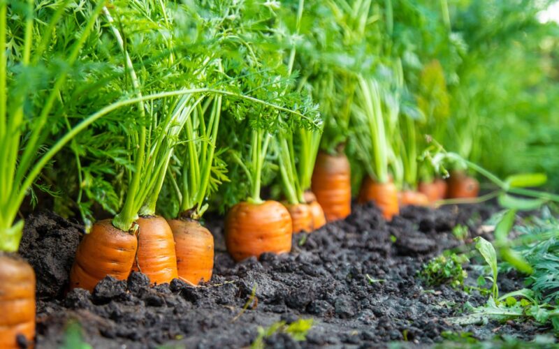 plants to grow with carrots