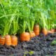 plants to grow with carrots