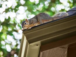squirrels in your soffits