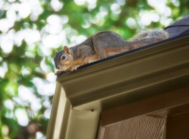 squirrels in your soffits
