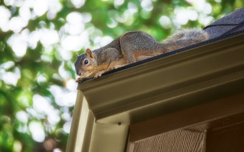 squirrels in your soffits