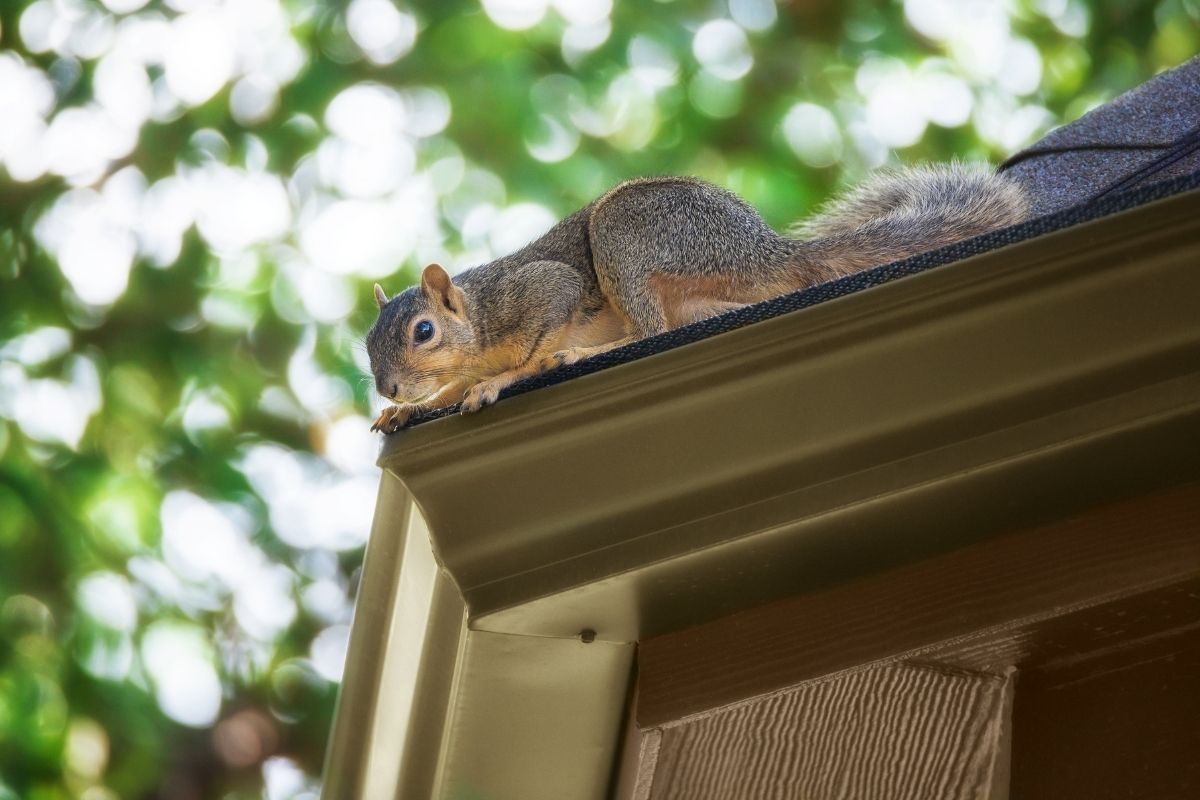 squirrels in your soffits