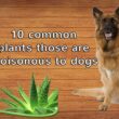 poisonous plants in texas for dogs