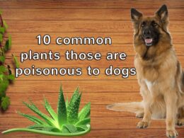 poisonous plants in texas for dogs