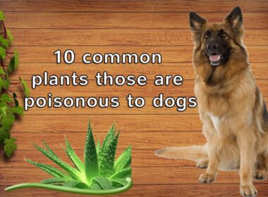 poisonous plants in texas for dogs