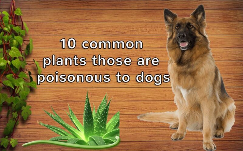 poisonous plants in texas for dogs