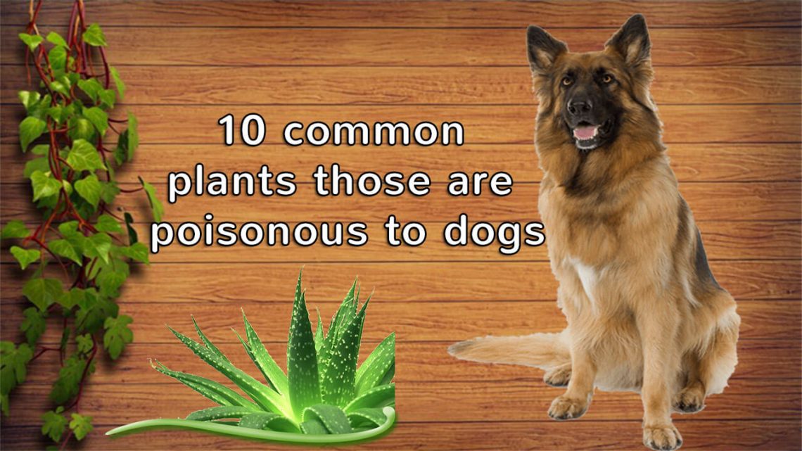 poisonous plants in texas for dogs