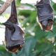 Bat Species Found in Dallas, Texas