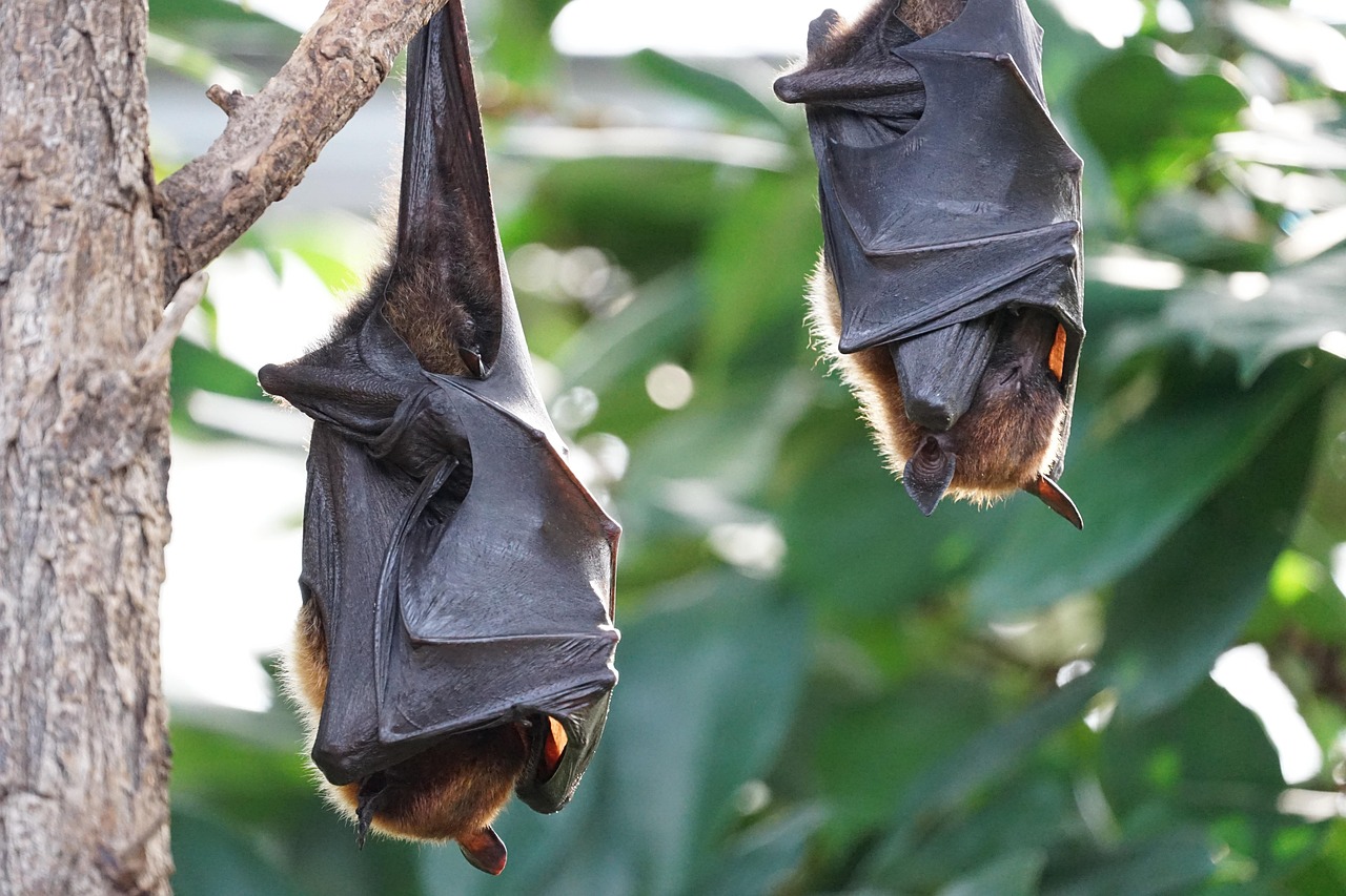 Bat Species Found in Dallas, Texas