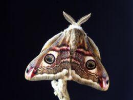 Moths in South Dakota