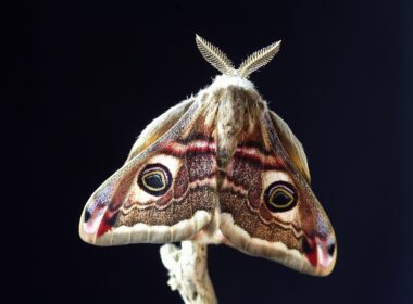 Moths in South Dakota