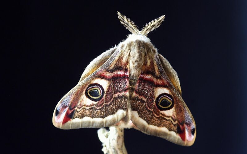 Moths in South Dakota