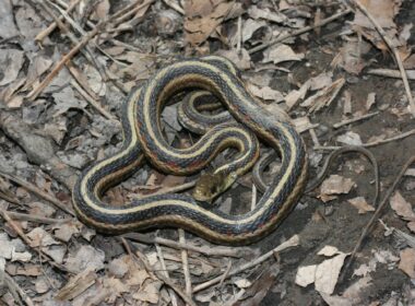 snakes with stripes in tennessee
