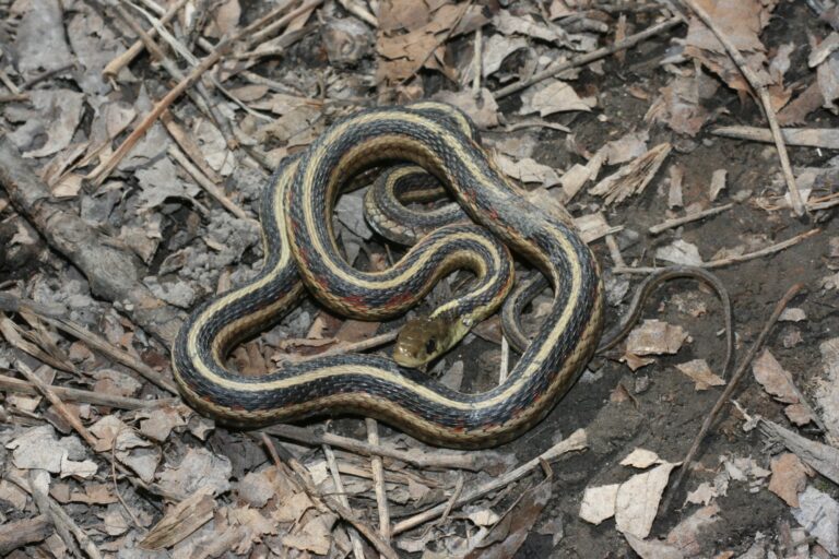 snakes with stripes in tennessee
