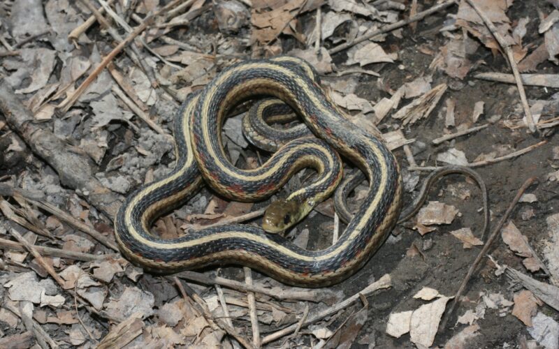 snakes with stripes in tennessee