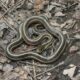 snakes with stripes in tennessee