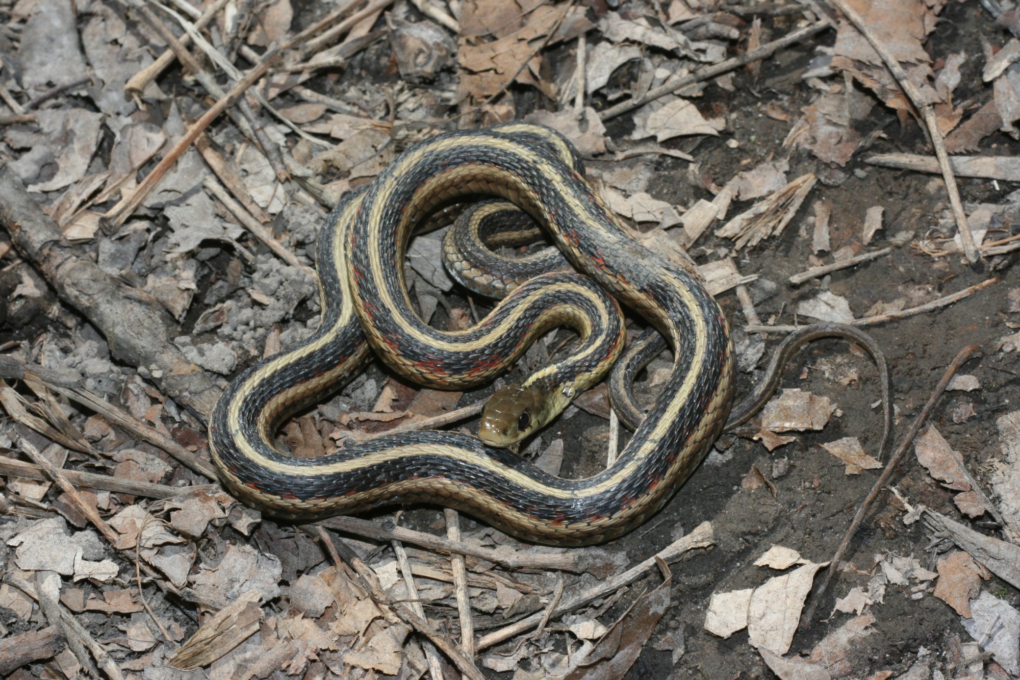 snakes with stripes in tennessee
