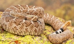 Dangerous Animals in Arizona