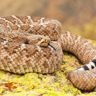 Dangerous Animals in Arizona