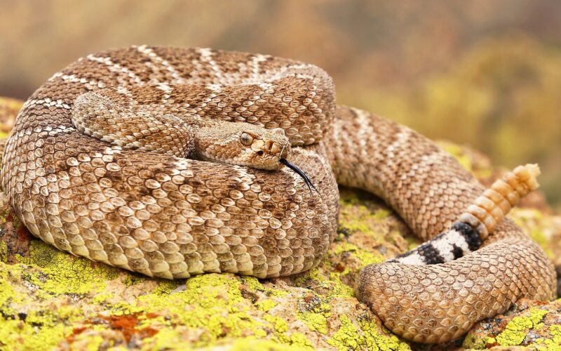 Dangerous Animals in Arizona