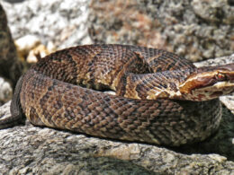 Poisonous Animals in Georgia