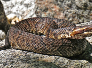 Poisonous Animals in Georgia