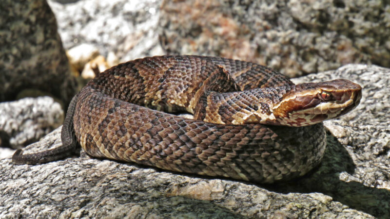 Poisonous Animals in Georgia