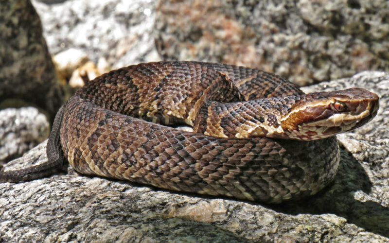 Poisonous Animals in Georgia