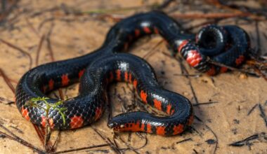 Red and Black Snakes in Mississippi