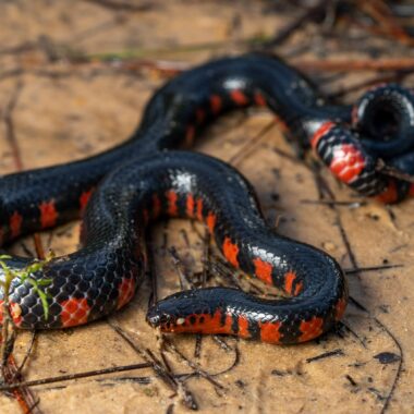 Red and Black Snakes in Mississippi