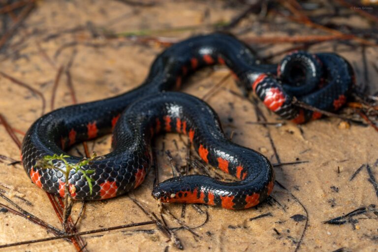 Red and Black Snakes in Mississippi