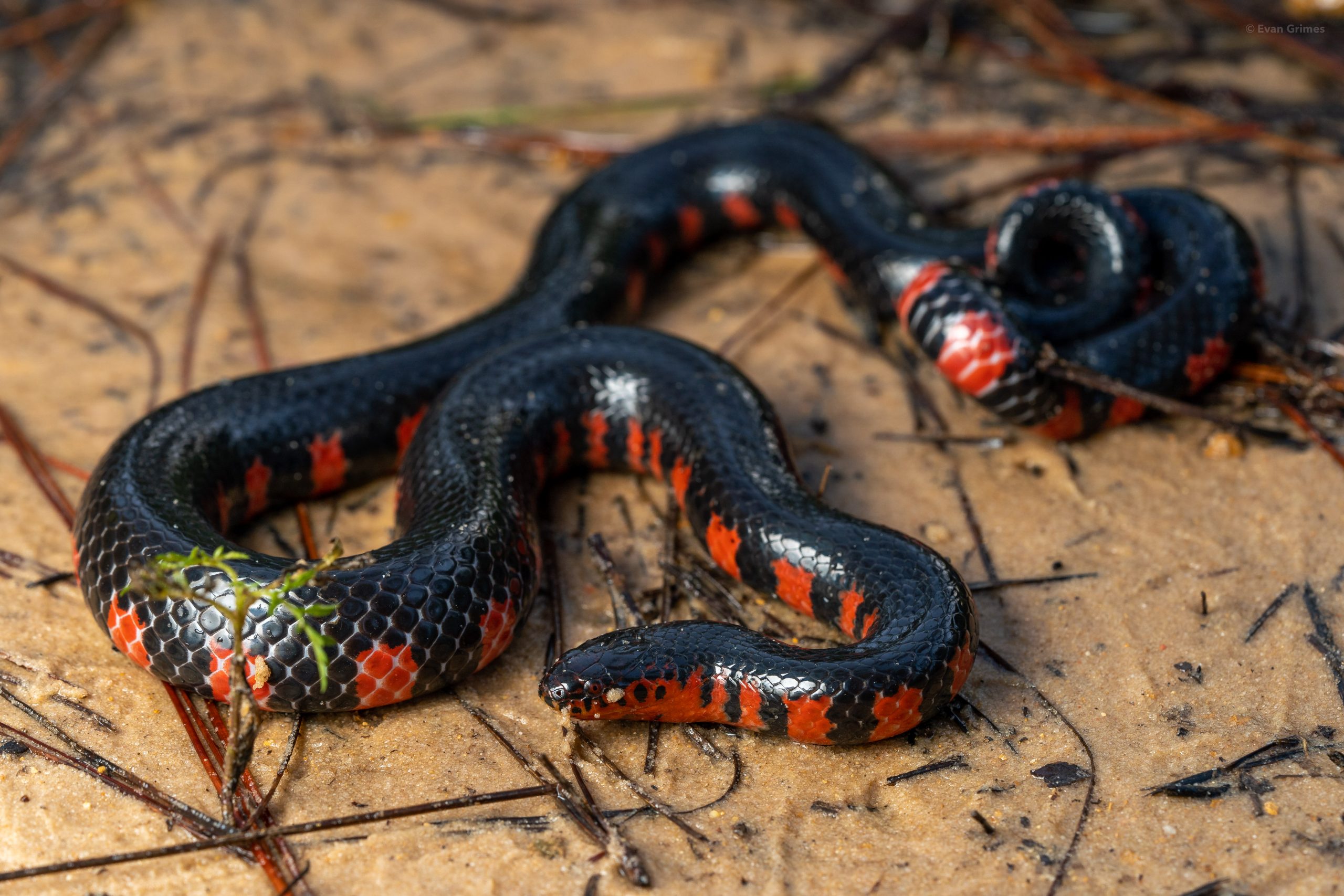 Red and Black Snakes in Mississippi