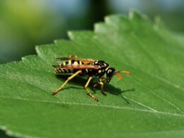 Stinging Insects in California