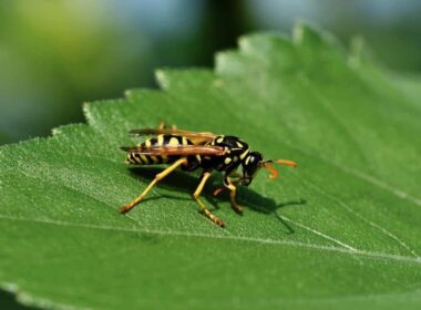 Stinging Insects in California