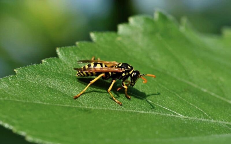Stinging Insects in California