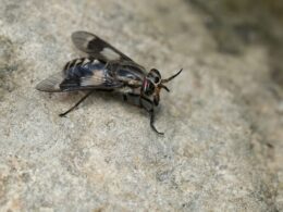 biting flies in maine