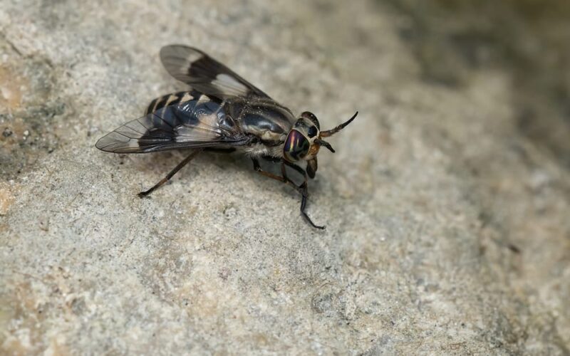 biting flies in maine