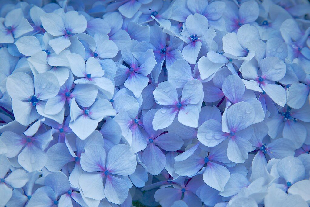 Blue hydrangeas