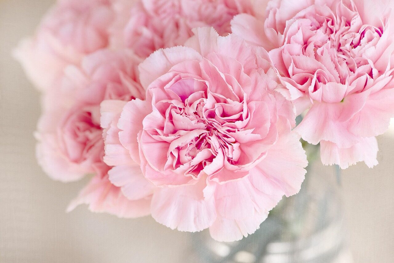 Carnations