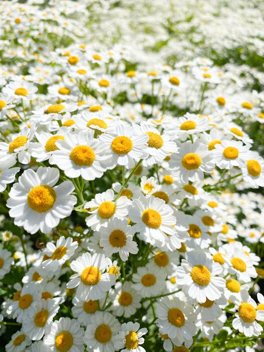 Daisies