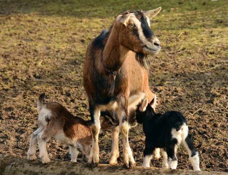 Goat Ownership Laws in New Hampshire